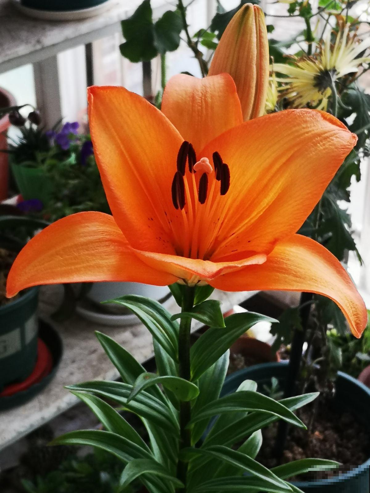 不能给花施肥的5种情况，一定要谨记，不然最后剩空盆