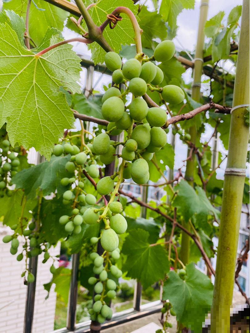 老家院子里种了2种花,春天泡茶秋天吃果子,真是一举两得 老家院子里种了2种花,春天泡茶秋天吃果子,真是一举两得