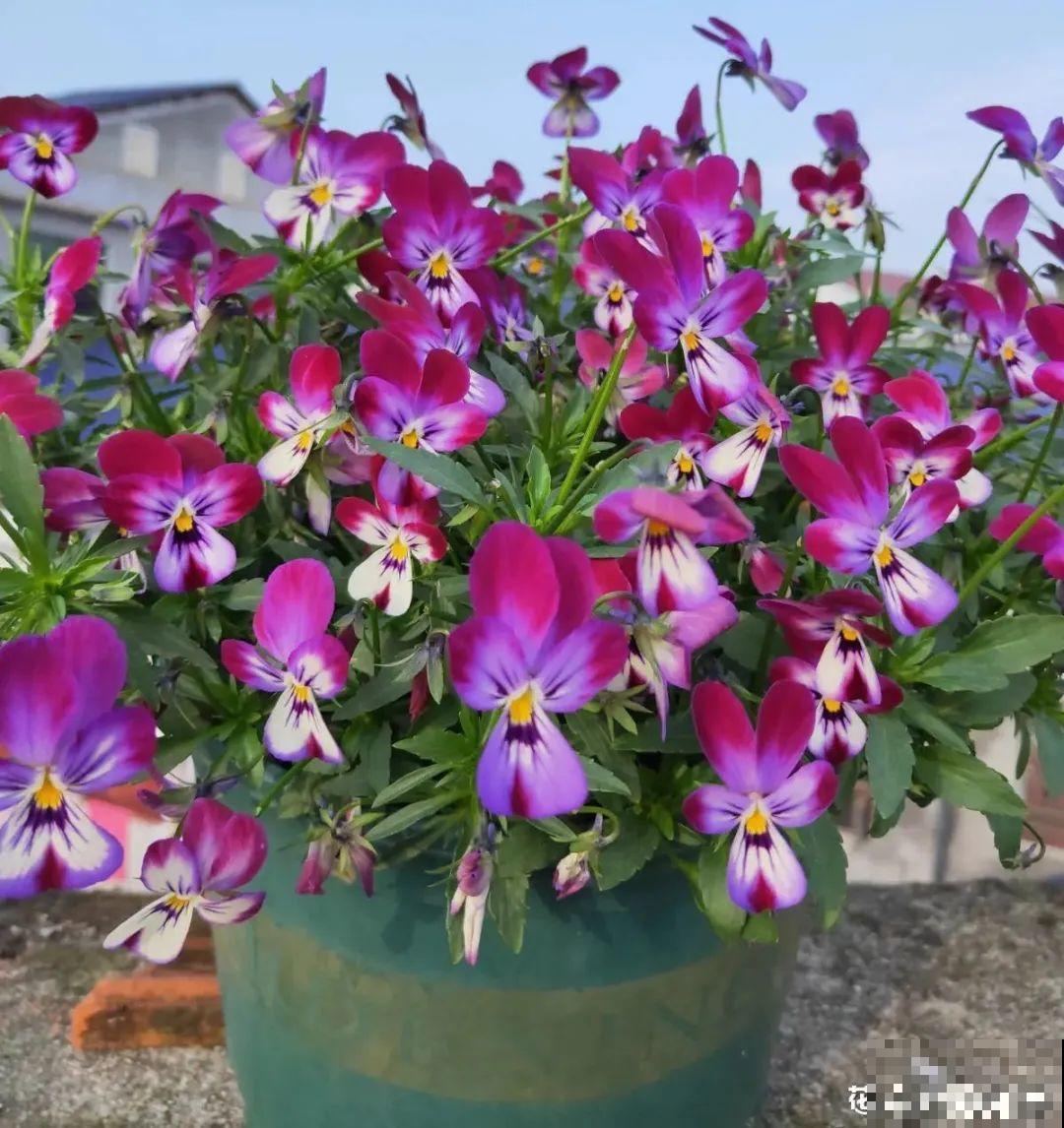 家里养盆香水花,满屋子飘香,还能净化空气 家里养盆香水花,满屋子飘香,还能净化空气