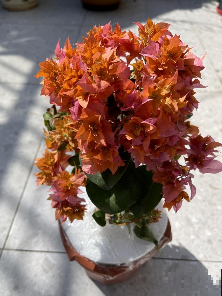 9层楼高的三角梅，足足养了28年，不得不服！