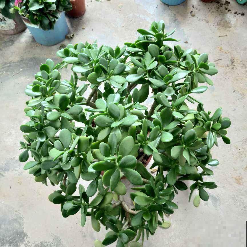 玉树开花真是“好兆头”,吉祥如意还镇宅,记住养护要点最重要 玉树开花真是“好兆头”,吉祥如意还镇宅,记住养护要点最重要