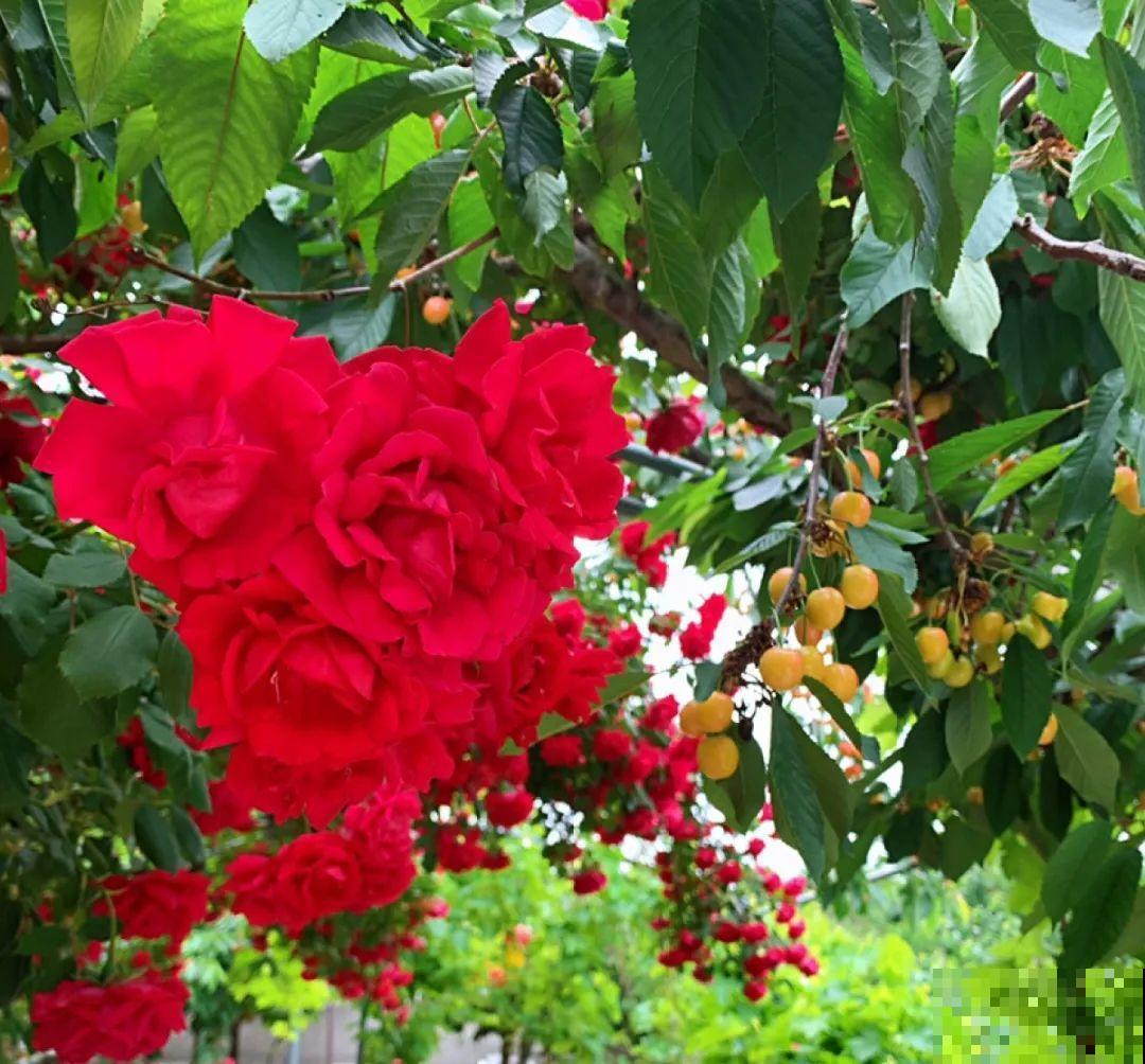 春天来了，有个院子养点花，简直太幸福