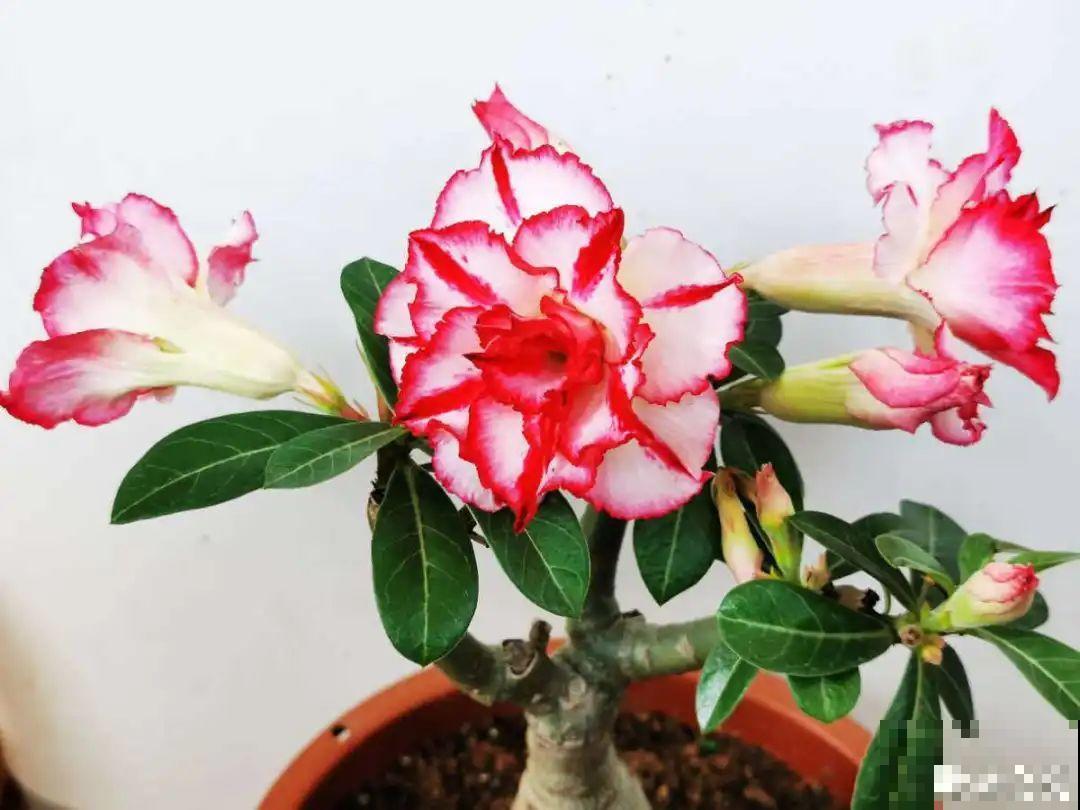 晒不死、热不死的花,越晒花越多,越热长越快 晒不死、热不死的花,越晒花越多,越热长越快