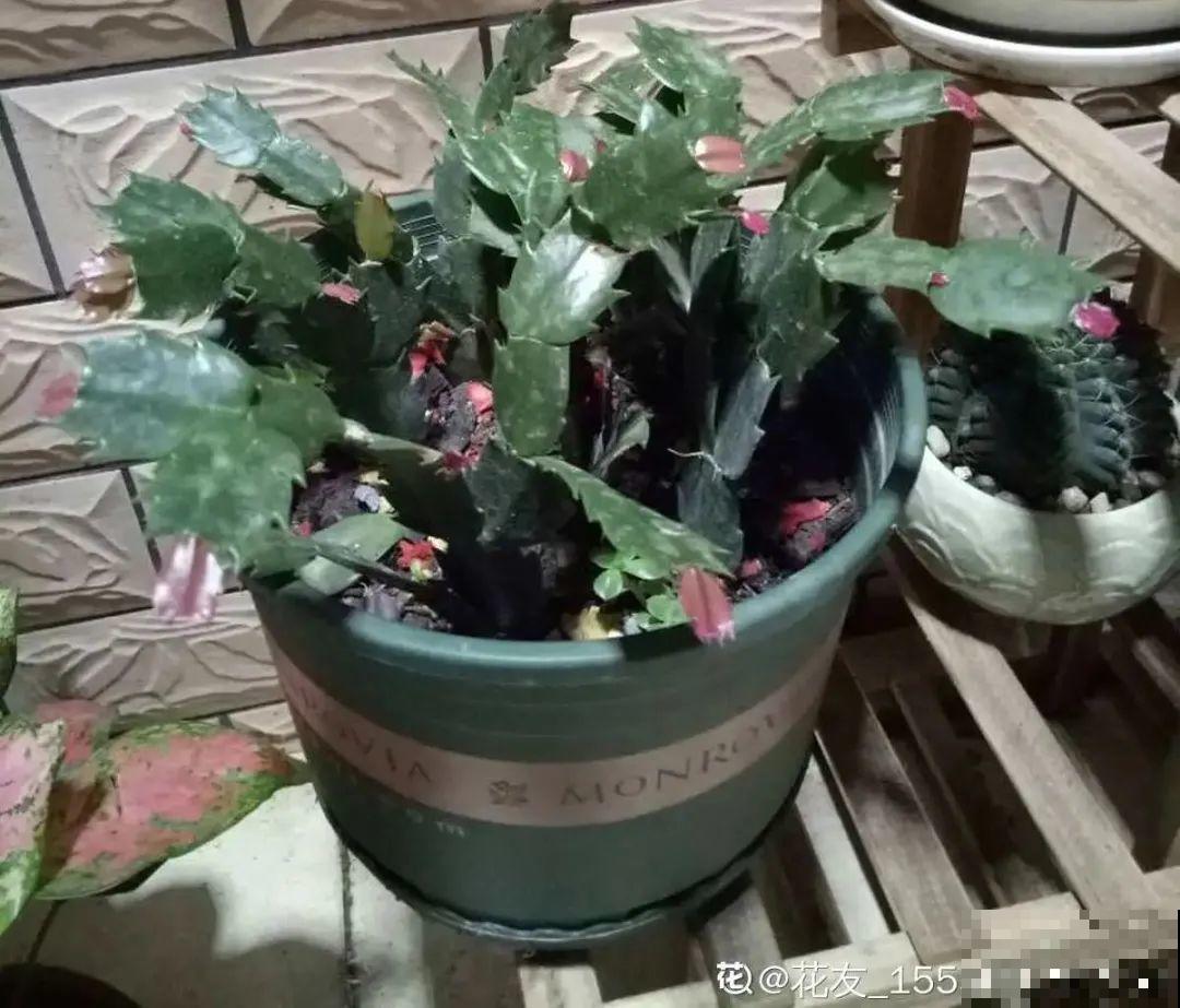 天热了,8种花要休眠,要少浇水 天热了,8种花要休眠,要少浇水