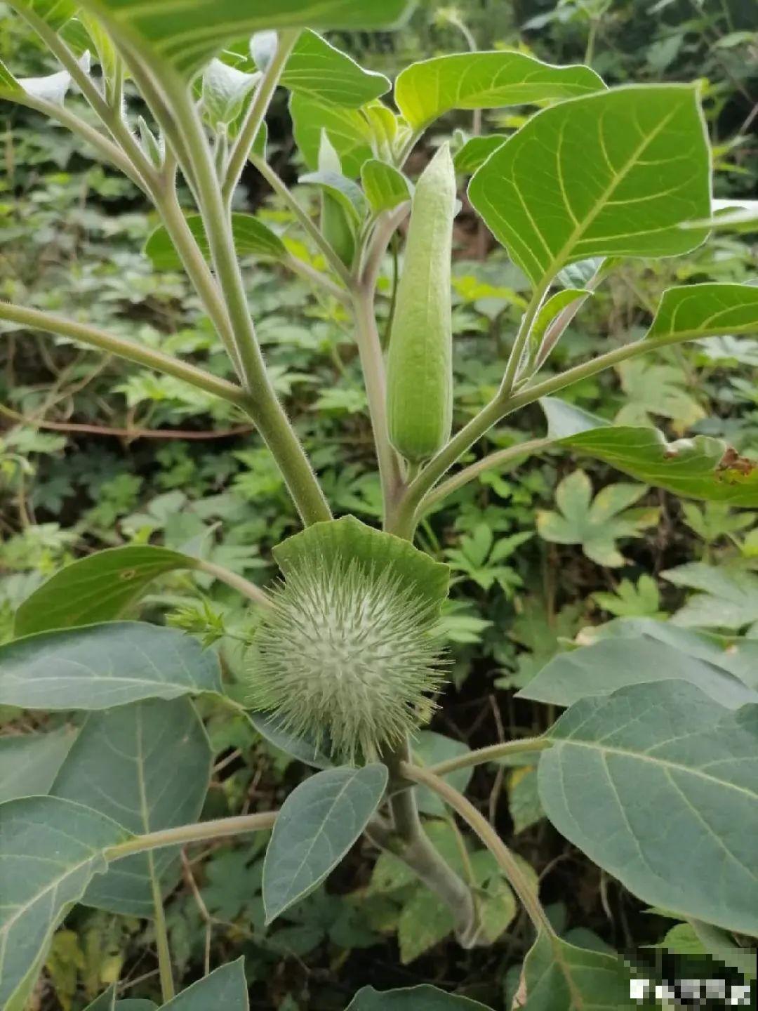 入侵植物太可怕，周围的草全被缠死，谨慎养护