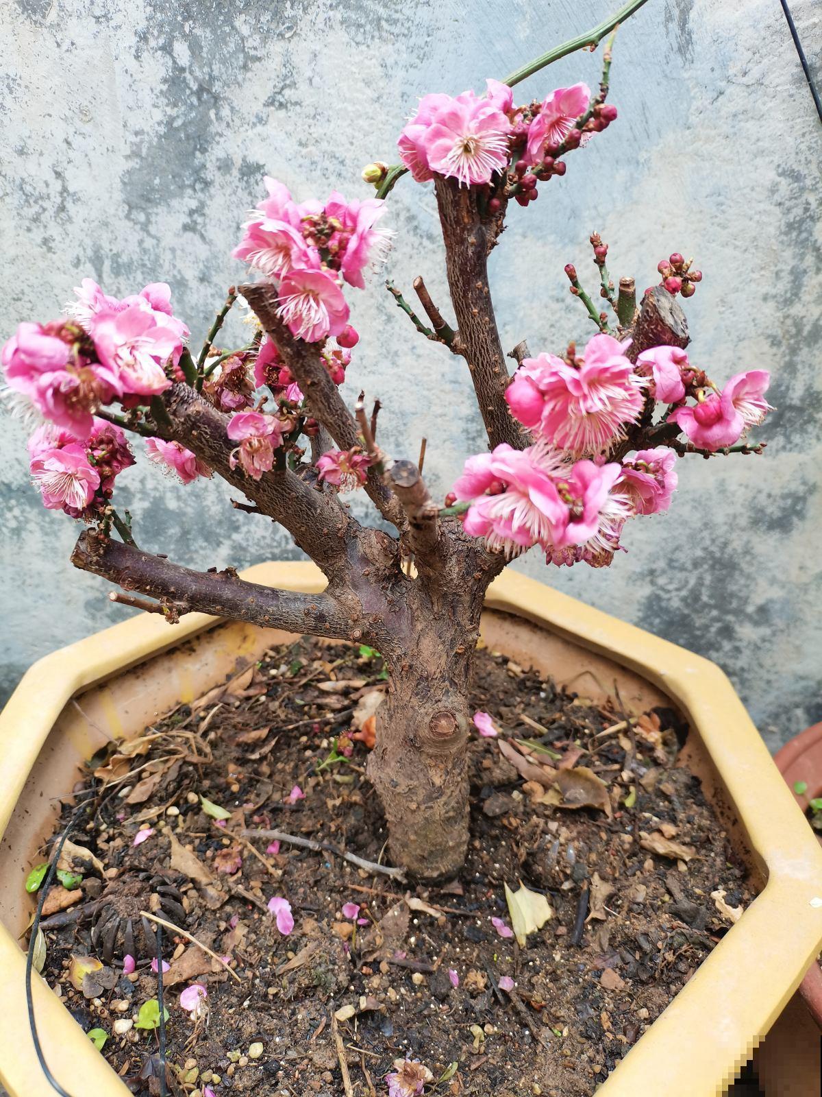 这些花当盆景能增值，越老越值钱，赶紧多种几盆！