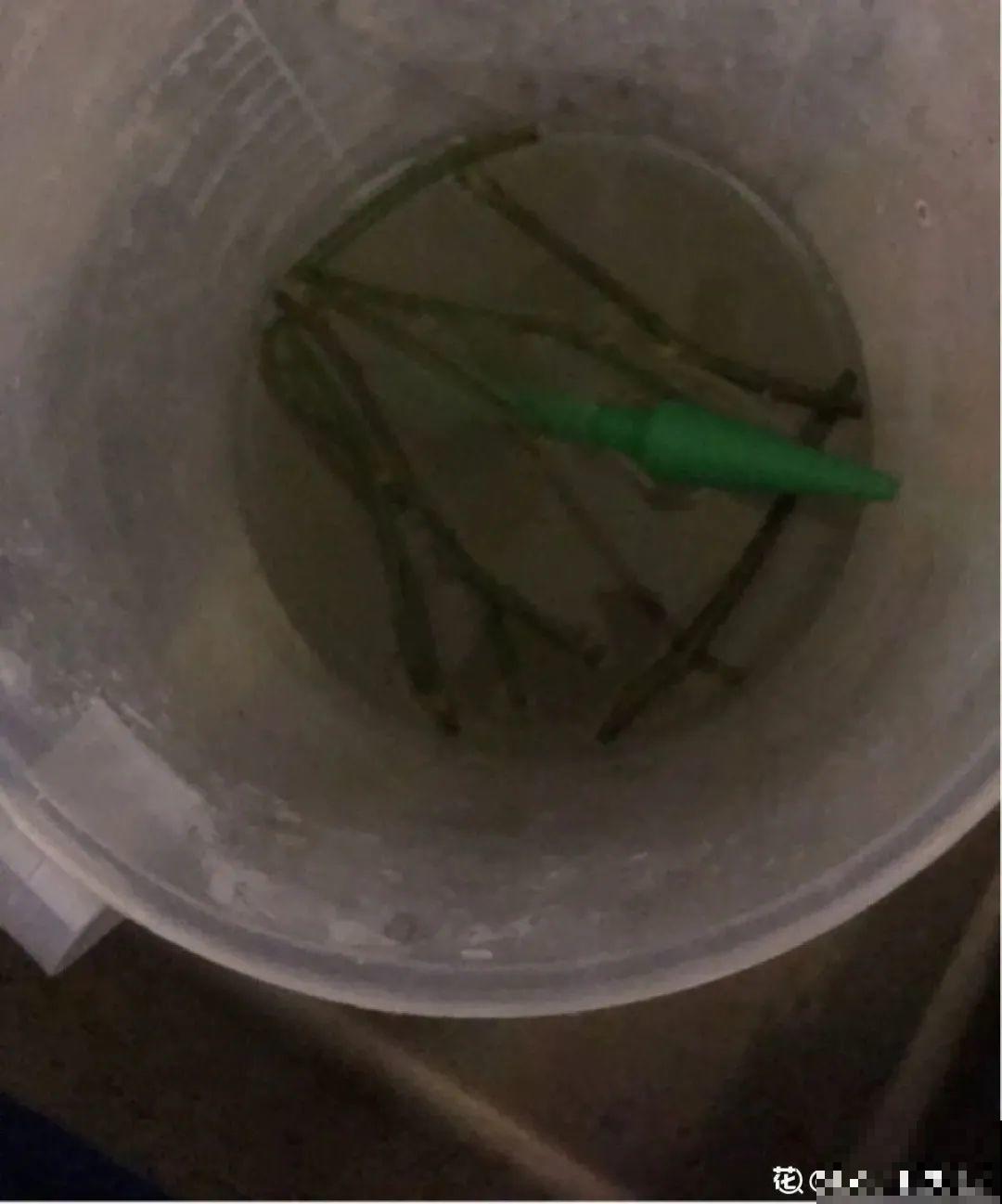 11种常见花，现在扦插，成活率特高