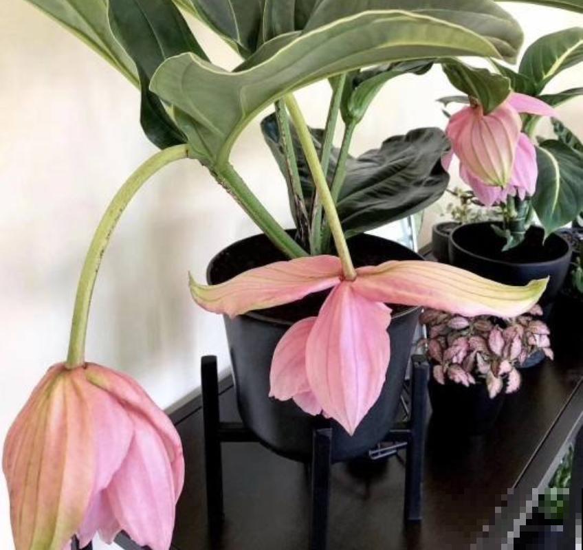 80种常见花卉，读过后，花名难不倒你