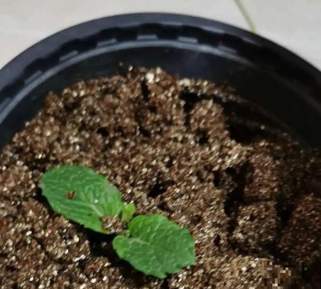 6种花夏天扦插,枝条剁8段、撒土里,3岁小孩都能插活! 6种花夏天扦插,枝条剁8段、撒土里,3岁小孩都能插活!