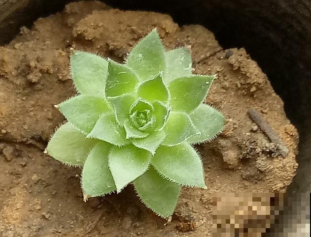 刚开始养多肉很嫌弃，后来越养越爱，打脸实录