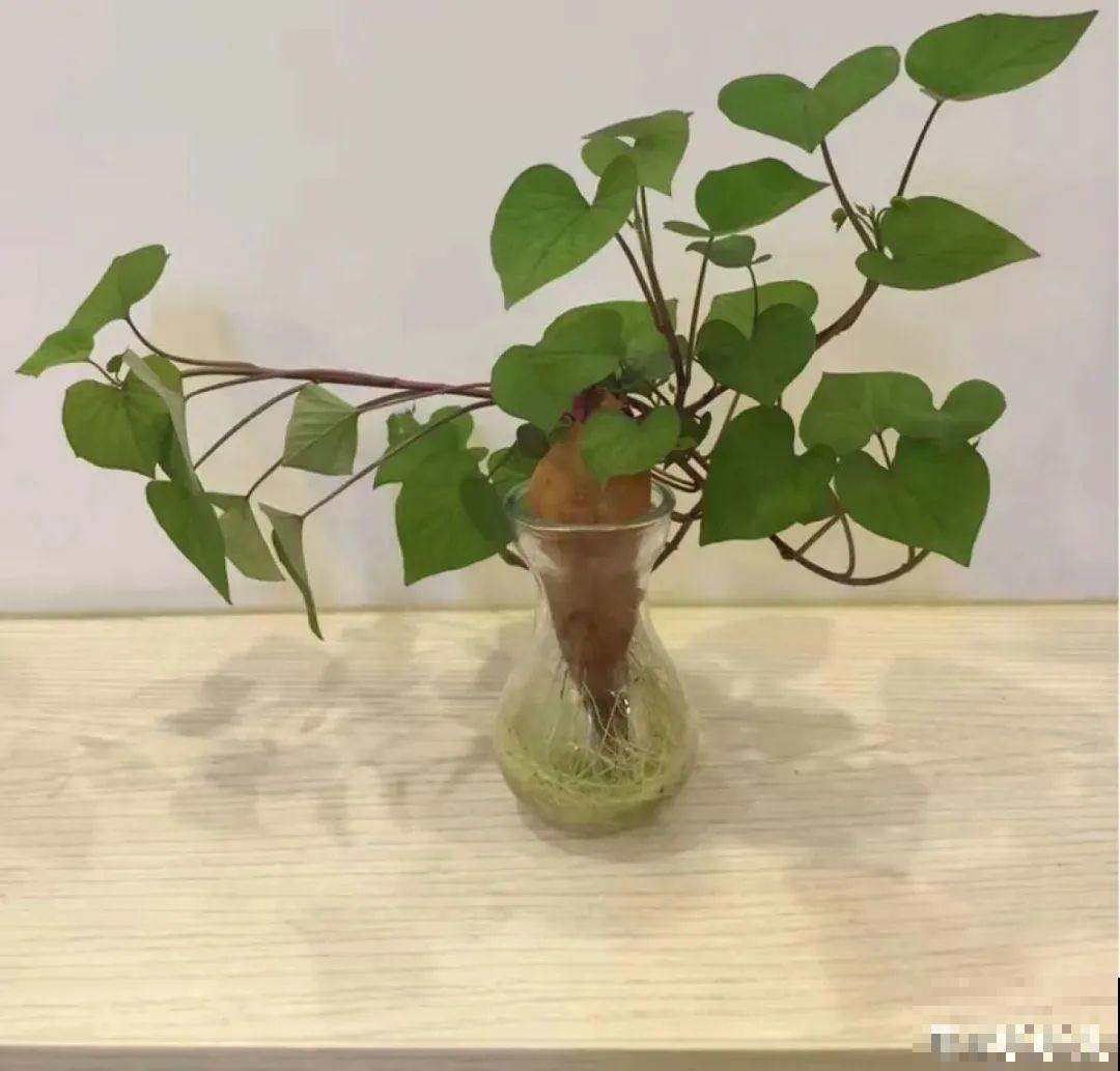 半死不活的花,扔水里,突然长疯了 半死不活的花,扔水里,突然长疯了