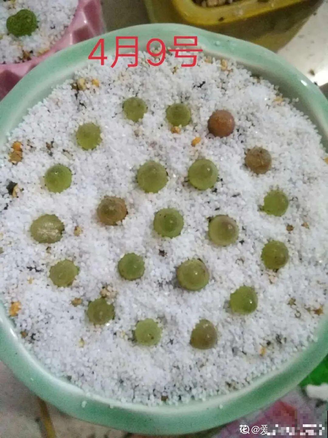 养多肉的人里，有一群“屁股花”爱好者，养的多肉超可爱