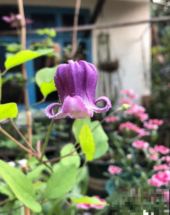 皮实好养的“铃铛铁”,铁线莲中的开花王,耐热皮实特别好养 皮实好养的“铃铛铁”,铁线莲中的开花王,耐热皮实特别好养