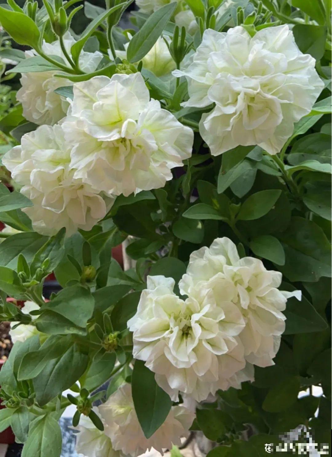 春天养盆绿色花,看着清爽干净,今年一定要养一盆 春天养盆绿色花,看着清爽干净,今年一定要养一盆