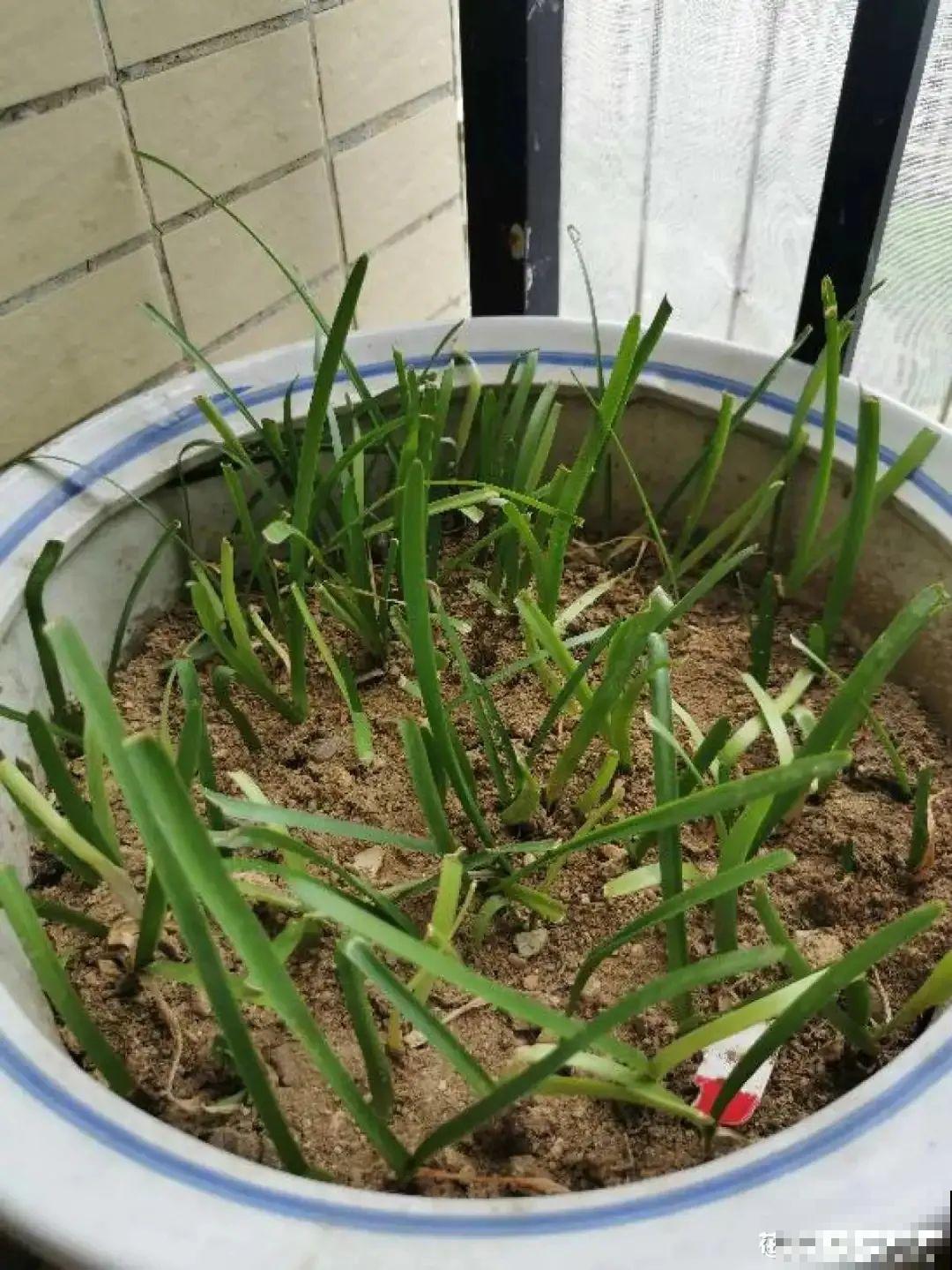 风雨兰太皮实,暴晒淋大雨,反而疯狂开花 风雨兰太皮实,暴晒淋大雨,反而疯狂开花