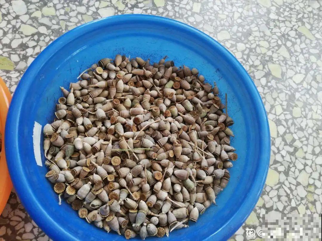 20种花不用买，开完花等20天，爆出好多种子！