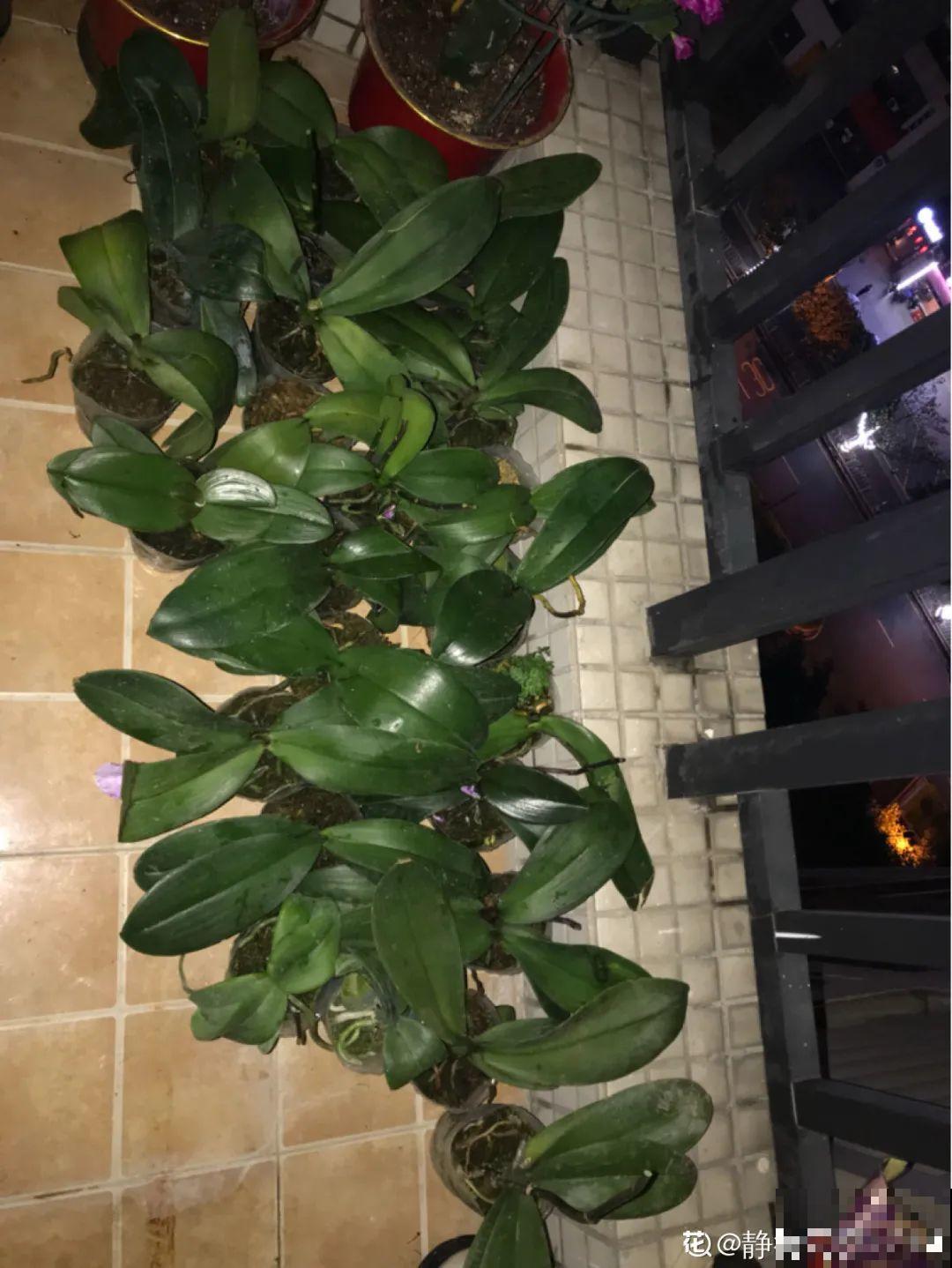 花市上的蝴蝶兰，长得像假花，谁见了都要摸一下！