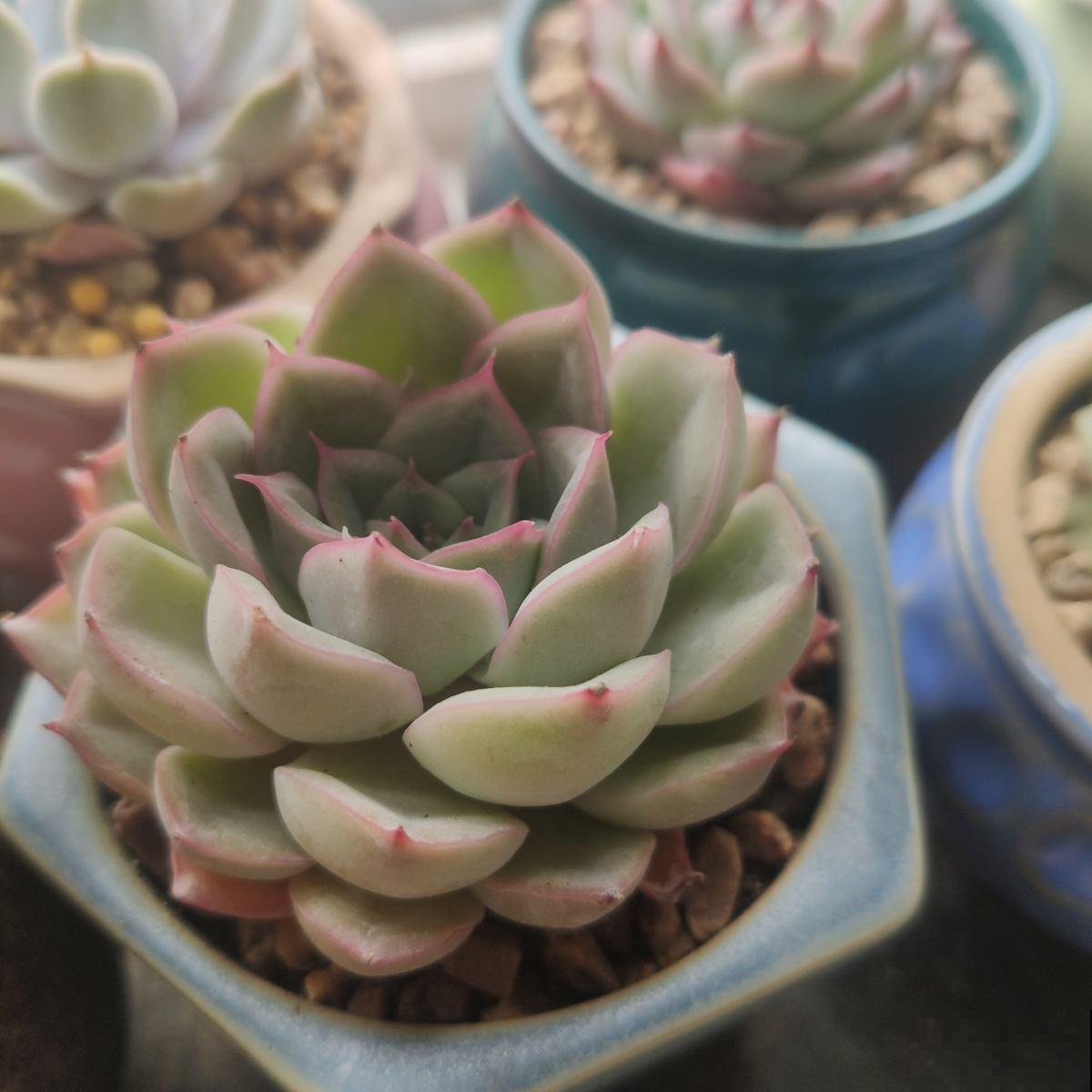 夏天不想让花热死，不如养盆金凤花，耐热颜值高