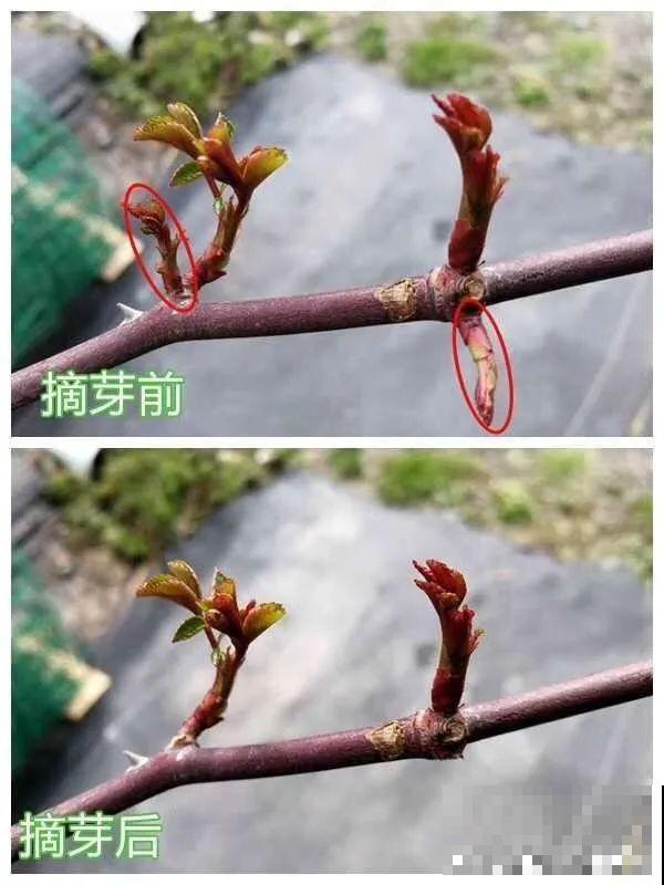 三角梅长不好?赶紧给它摘叶子,摘得越干净,长得越好 三角梅长不好?赶紧给它摘叶子,摘得越干净,长得越好