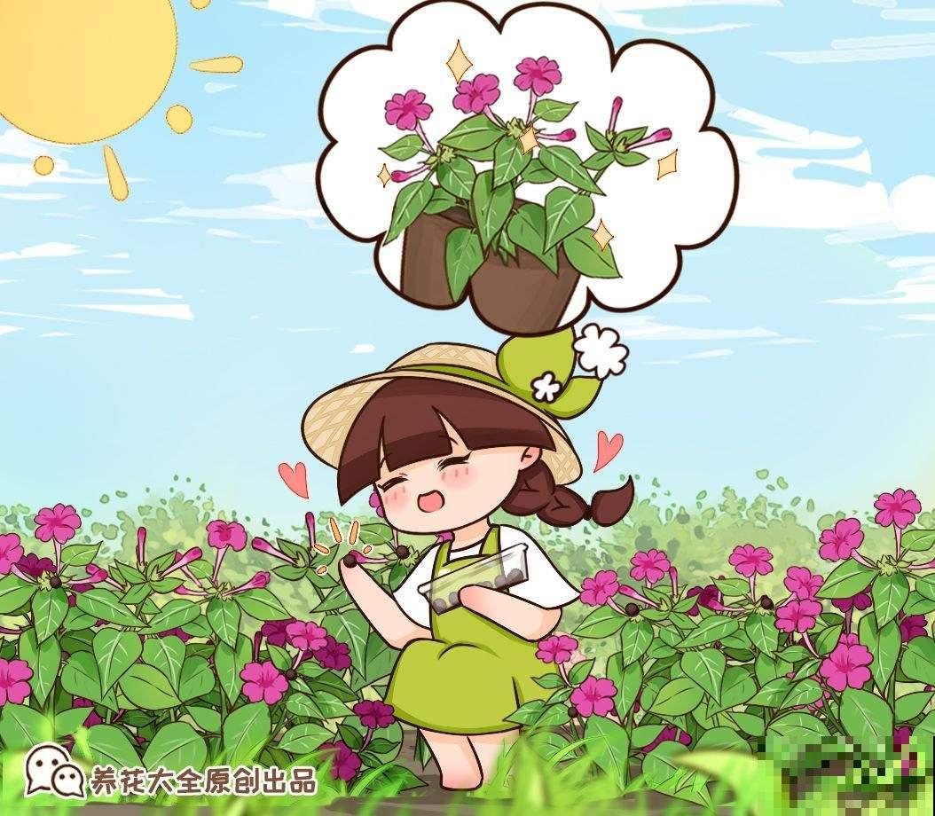 院子角落不能忽略，撒一把花种，年年都开花