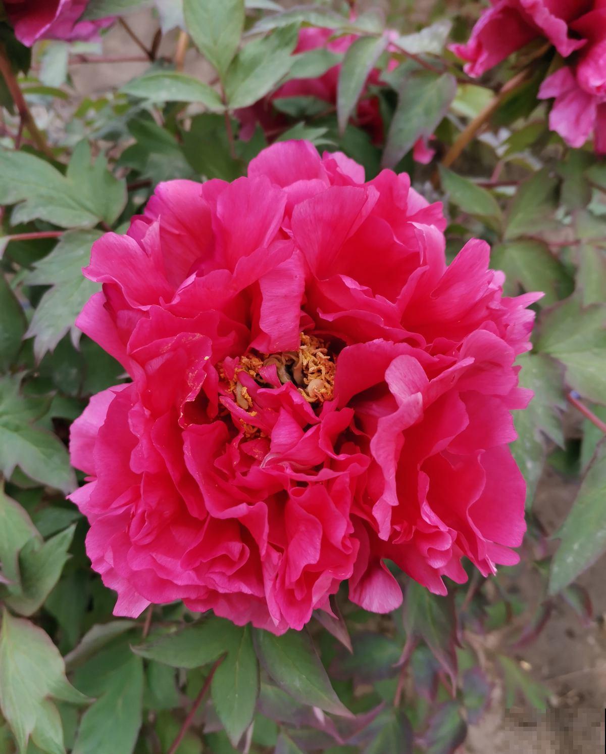 养这4种花,省事不费力,开出又大又艳的花来! 养这4种花,省事不费力,开出又大又艳的花来!