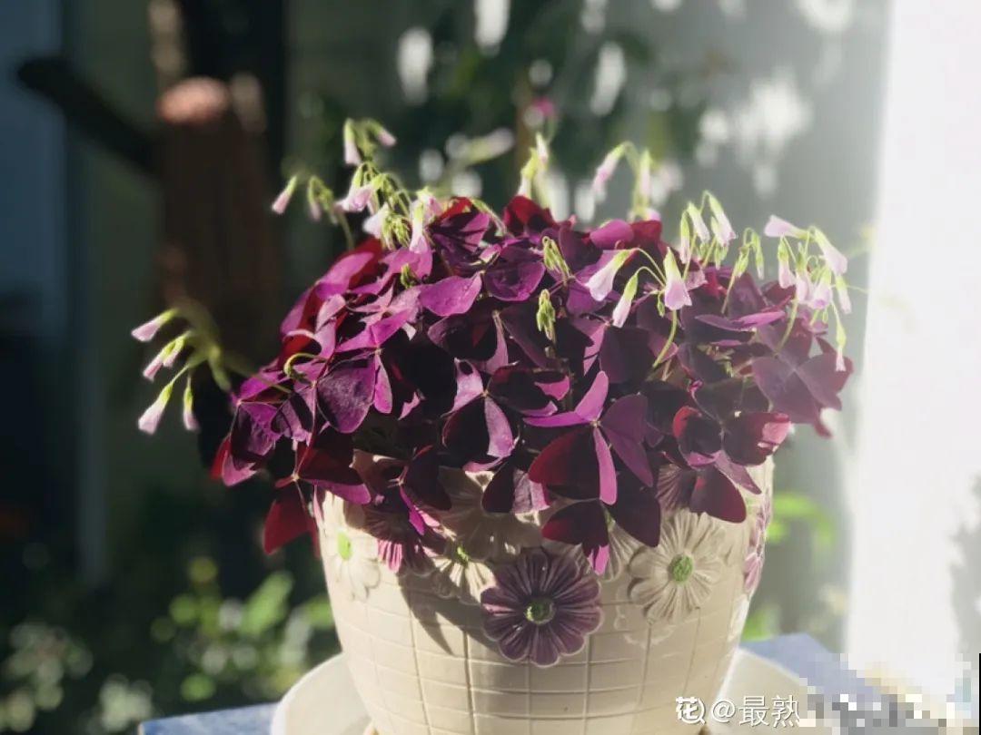 小花盆里养花,选对品种很重要,也能开花爆盆 小花盆里养花,选对品种很重要,也能开花爆盆