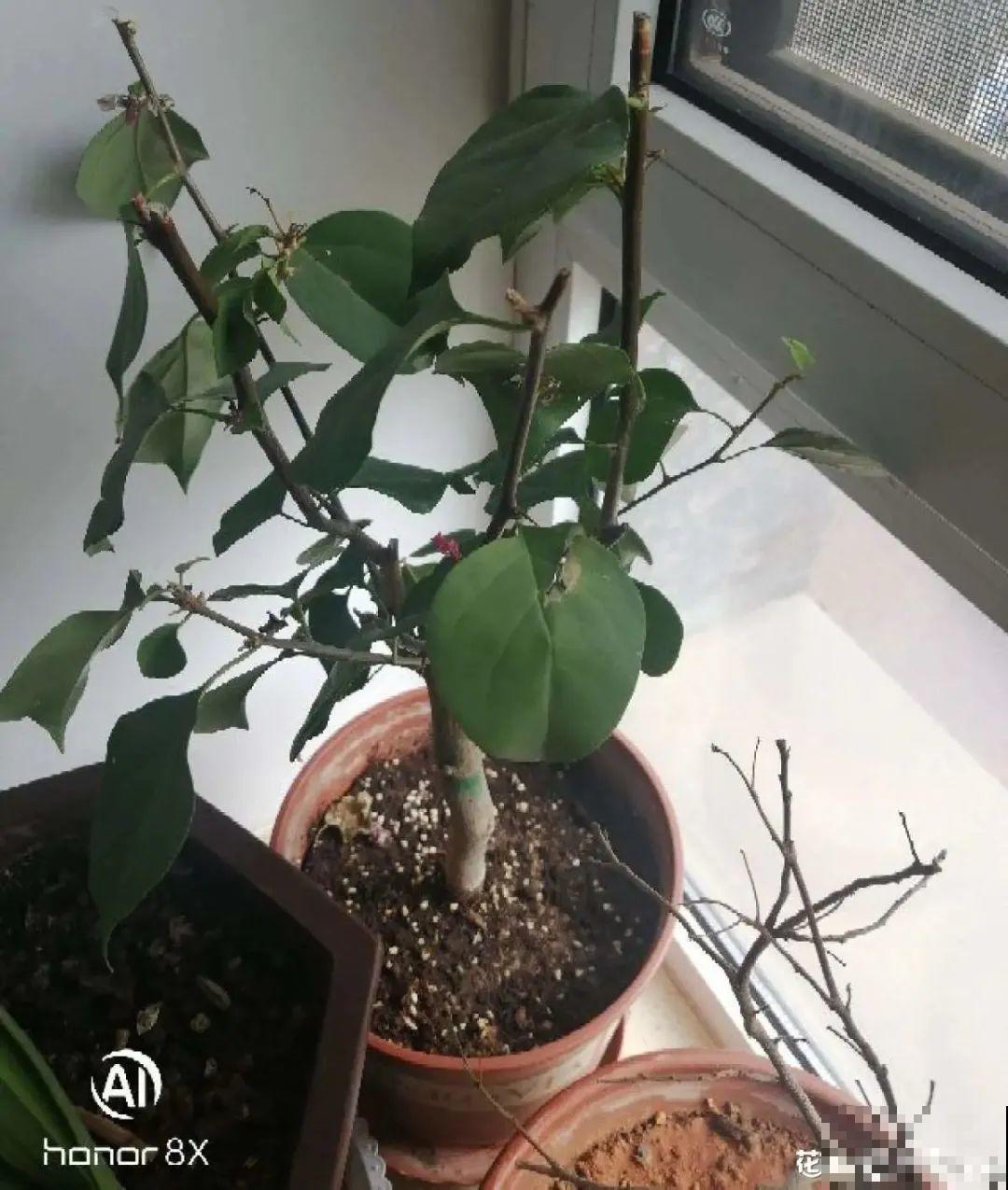 虐着养的花，剪成秃子，半月不浇水，呼呼开花