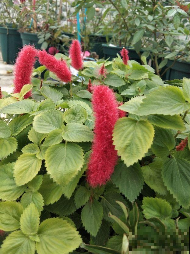 阳台上挂一盆垂吊花，养俩月就爆盆，繁殖能力也超