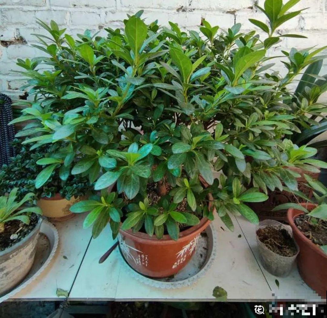 米兰花喜欢喝醋，一个月来一勺，花苞嘟噜噜冒