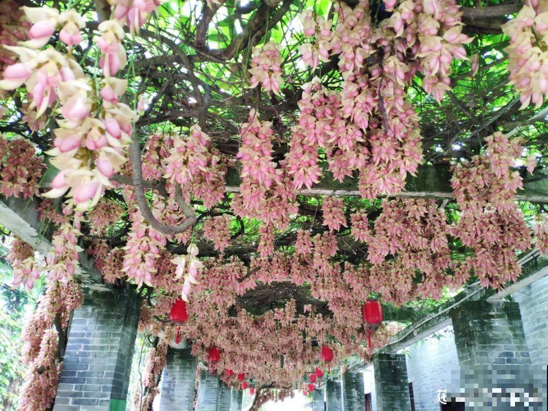 5月出门,收下这份百花图谱,啥花都能叫上名! 5月出门,收下这份百花图谱,啥花都能叫上名!