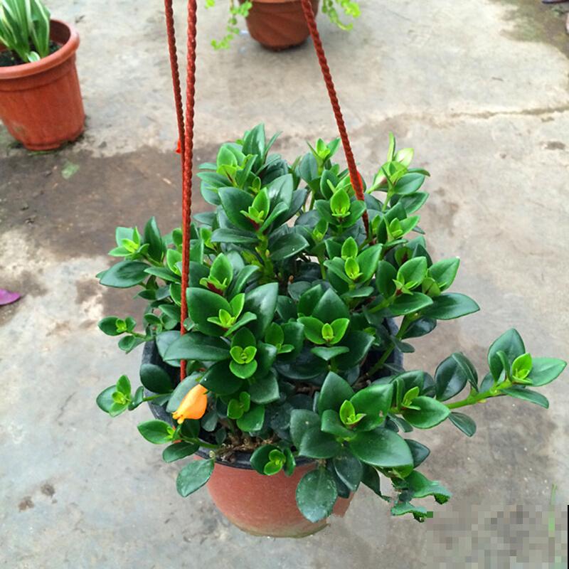 跟风买“网红花”，比起新奇，好养开花多才是王道