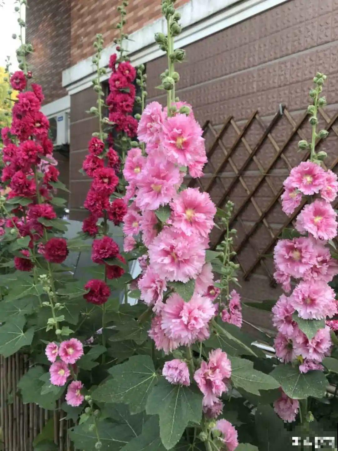 晒不死、热不死的花,越晒花越多,越热长越快 晒不死、热不死的花,越晒花越多,越热长越快