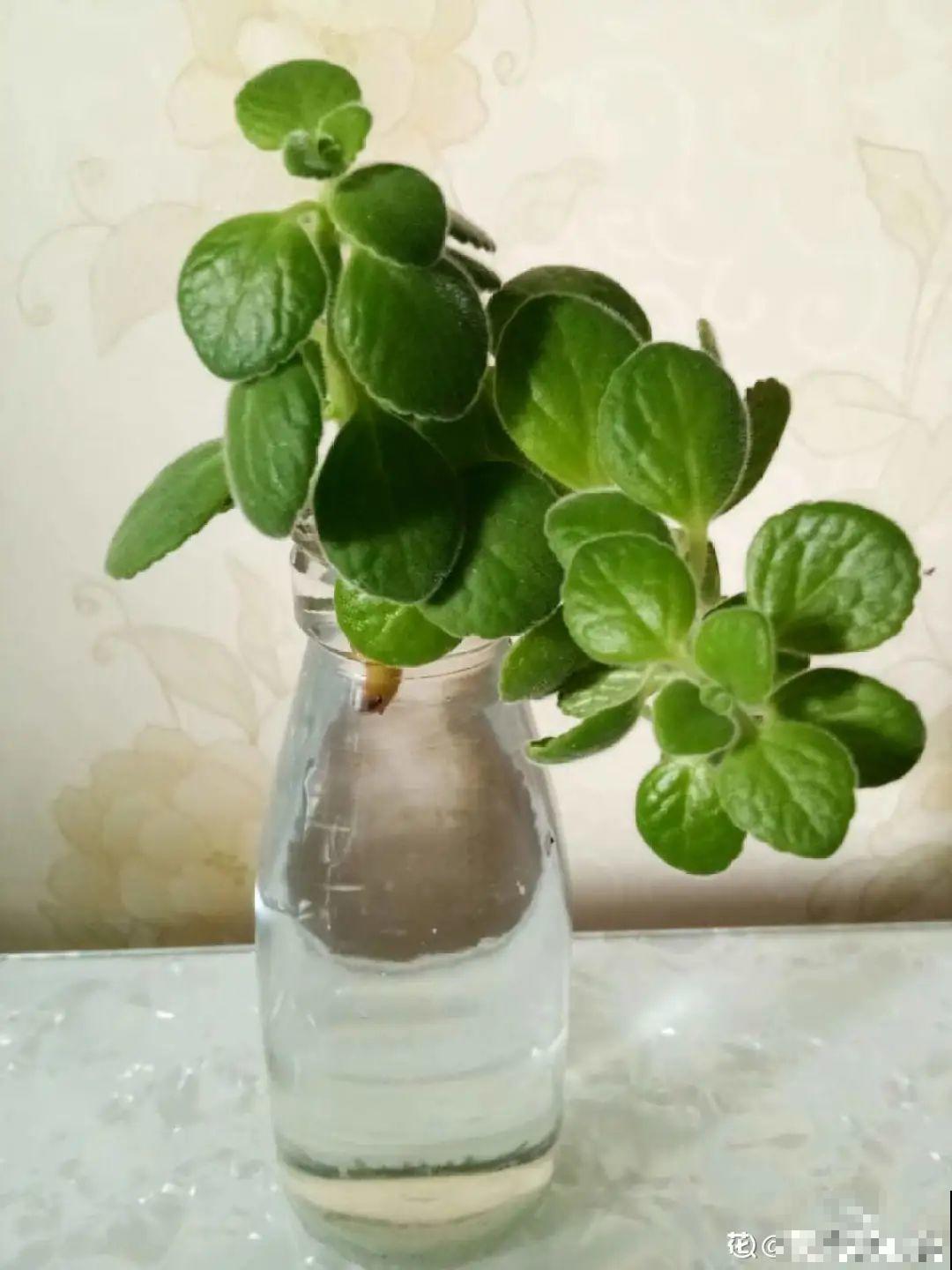 半死不活的花,扔水里,突然长疯了 半死不活的花,扔水里,突然长疯了