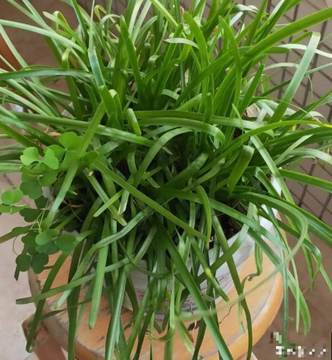 虐着养的花，剪成秃子，半月不浇水，呼呼开花