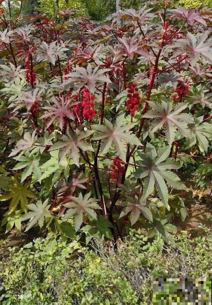 入侵植物太可怕，周围的草全被缠死，谨慎养护