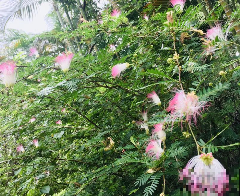 80种常见花卉，读过后，花名难不倒你