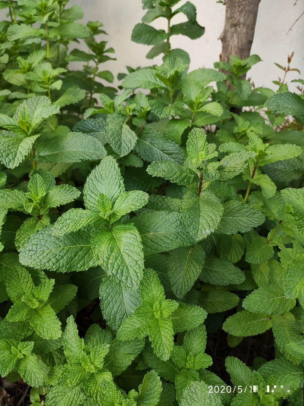 4种香草植物，香味十足，闻一闻神清气爽