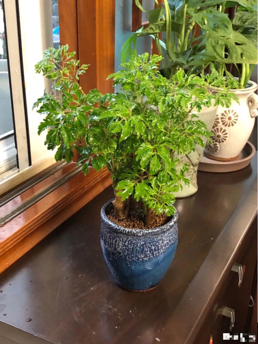 阳台虽小，种点花草，也能变成小花园