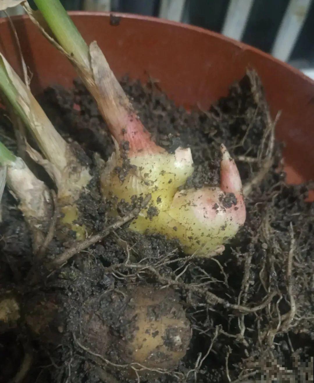 玉米棒子插水里，比绿植长得快，长成清新小盆栽