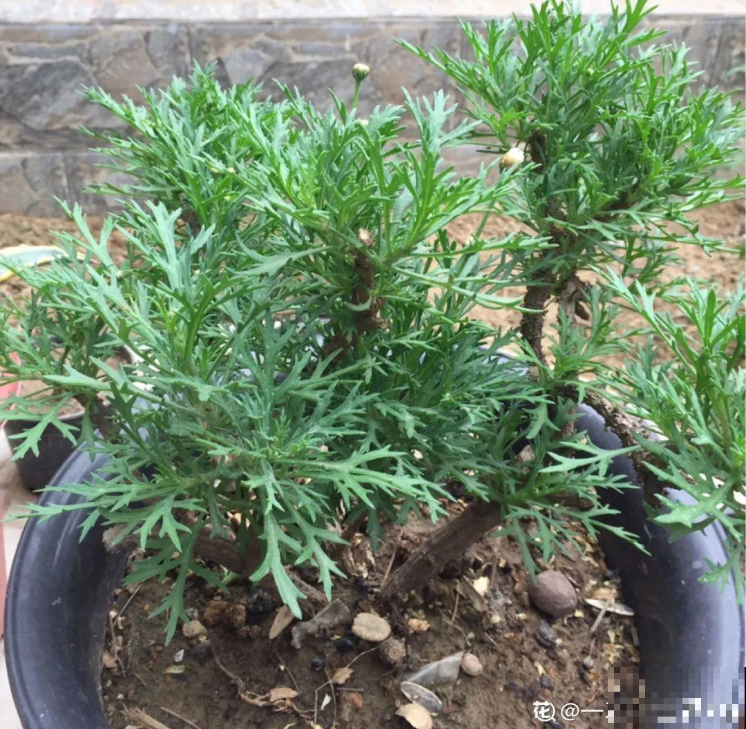 5年的马齿苋，长成“一棵小树”，真头一回见