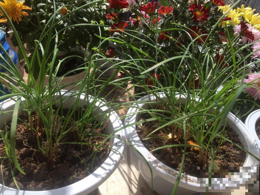 开春在家种点菜，长势超快，省下买菜钱