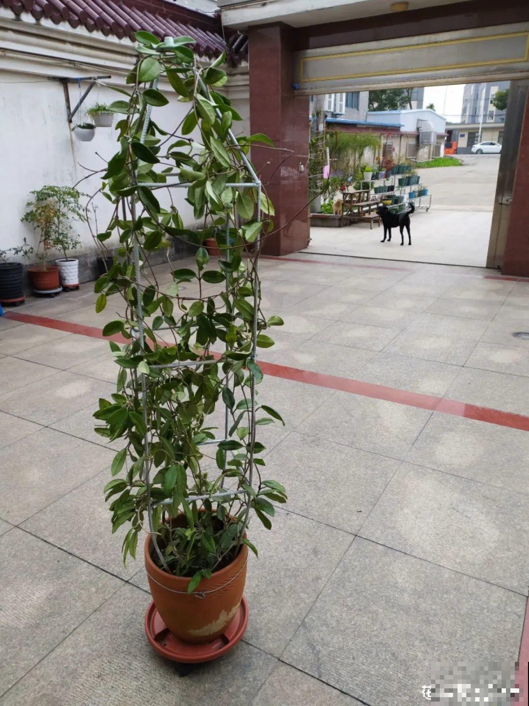 球兰开花特香，还非常耐阴，光照不好也能养