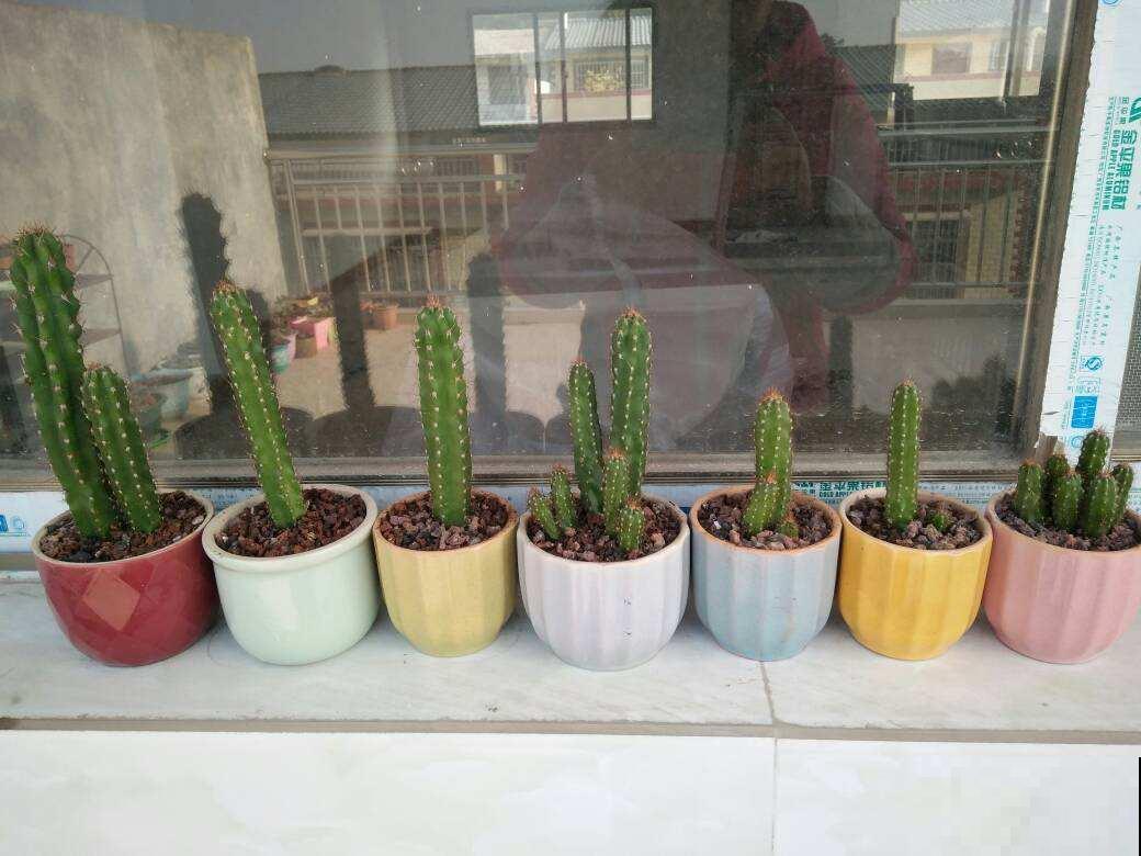 车里养盆小绿植，异味被吸走，观赏效果超好