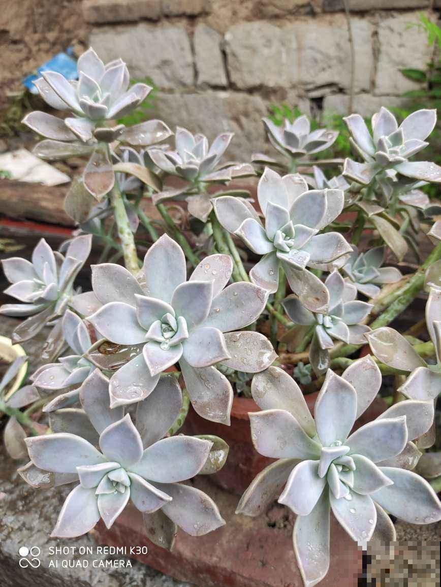 买了一盆冬美人，邻居说是胧月，真的太难区分了