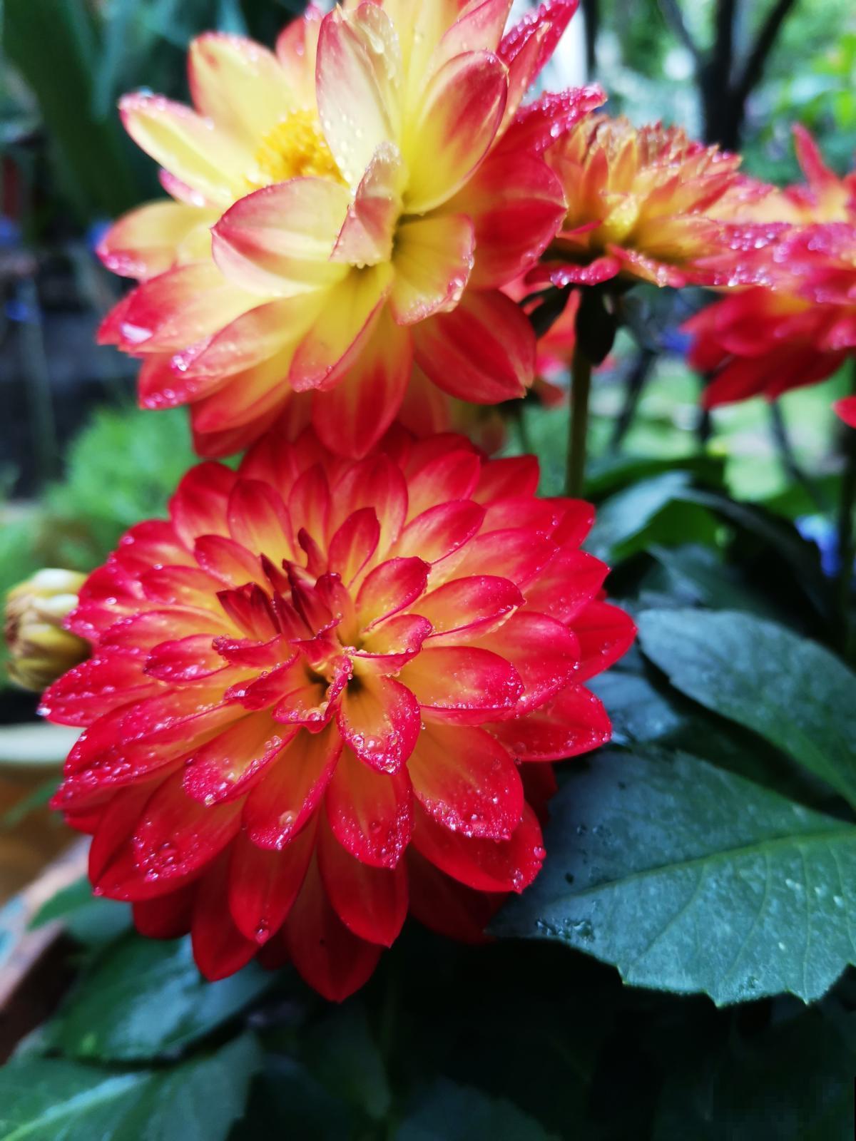 大丽花实用种植技巧，现在教你，年年花开不断！