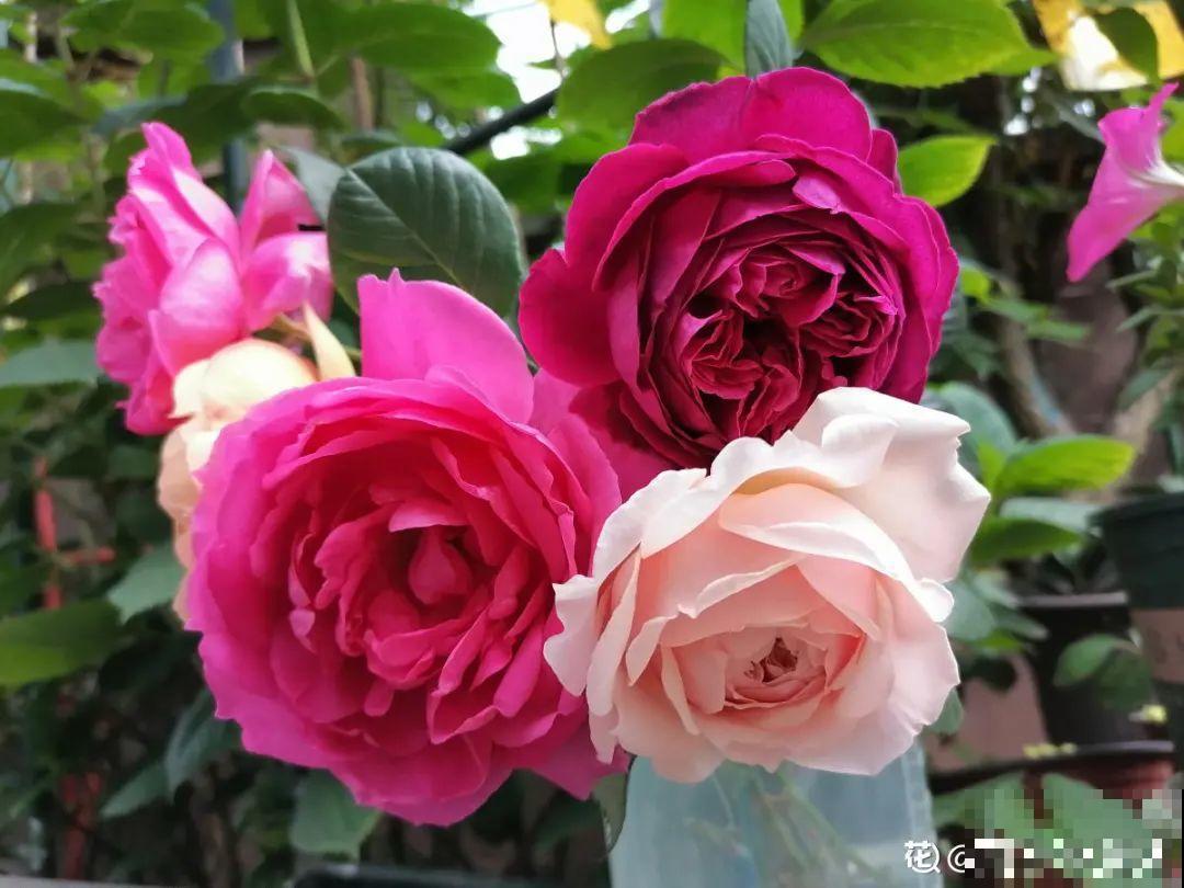 5月出门,收下这份百花图谱,啥花都能叫上名! 5月出门,收下这份百花图谱,啥花都能叫上名!