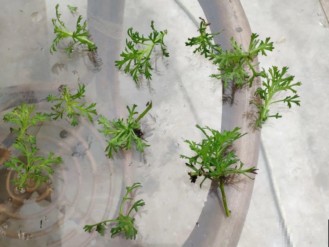 5年的马齿苋，长成“一棵小树”，真头一回见