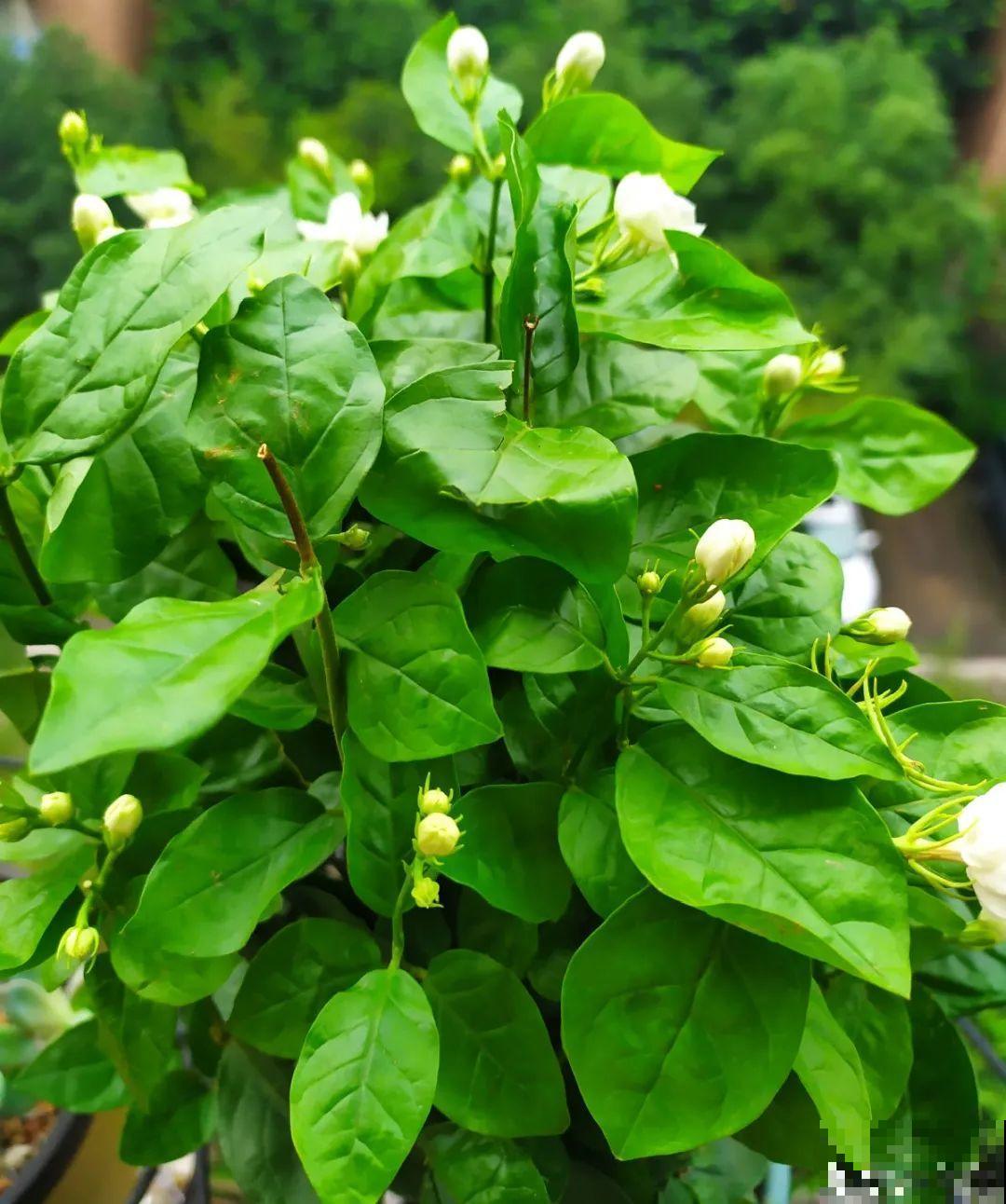 天热了，20种花最怕浇水，浇得越多，死得越快！