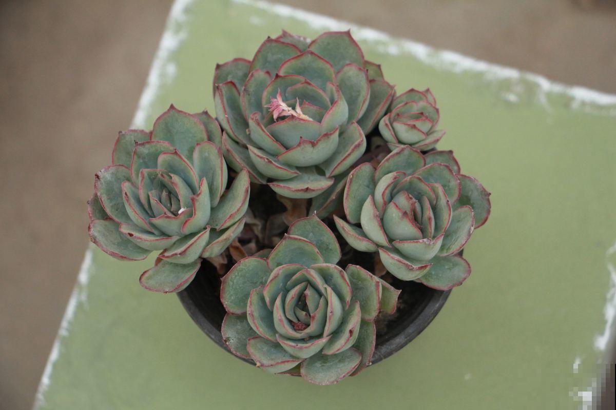 多肉养不旺？稍微加点技巧，蹭蹭“长肉”！