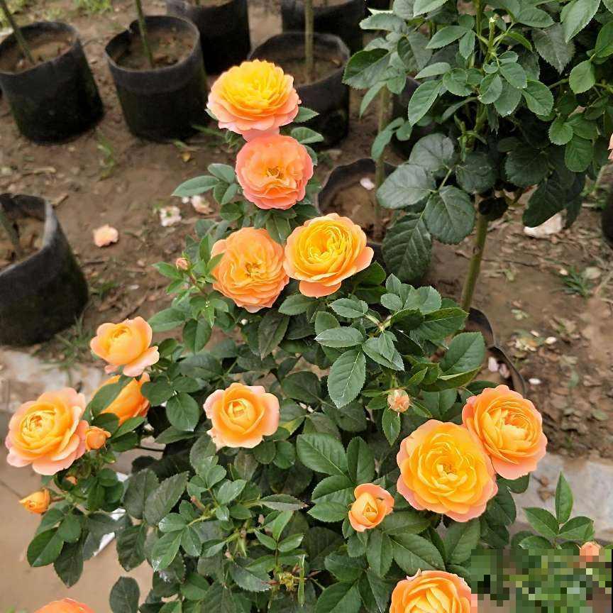 大火的果汁阳台，单朵花期15天，花量大还抗病